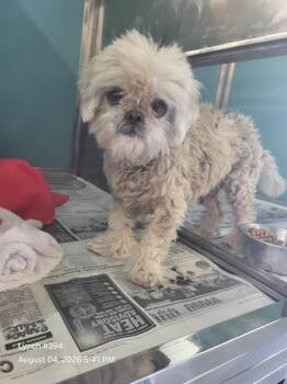 GEORGE -  Maltese Dog for Adoption in San Antonio, Texas - GEORGE | PetCurious