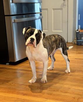American Bulldog Dogs Available for Adoption in New Hope, Pennsylvania - Pascal | PetCurious