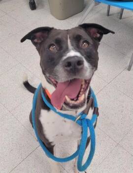 TYSON -  Pit Bull Terrier and Mixed Breed Dog for Adoption in St. Peters, Missouri - TYSON | PetCurious