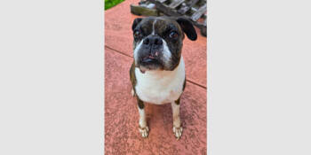 Rescue Boxer Dogs for Adoption in Hewitt, Texas - Diesel VII | PetCurious