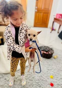 Chihuahua Dogs Available for Adoption in Aurora, Colorado - Jim Adler (aka Sunshine) | PetCurious