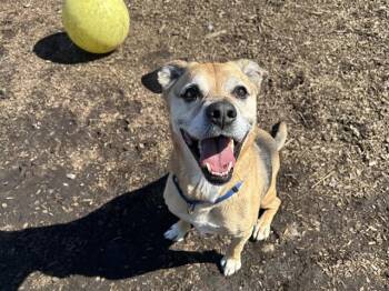 German Shepherd Dog and Mixed Breed Dogs Available for Adoption in Mckinleyville, California - LEWIS | PetCurious