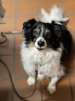 Rescue Terrier and Spaniel Dogs for Adoption in Novato, California - Buddy | PetCurious