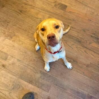 Yellow Labrador Retriever and Pointer Dogs Available for Adoption in Jay, New York - Magnolia  | PetCurious