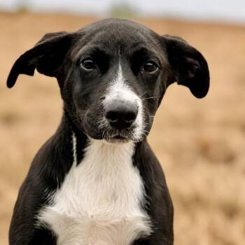 Daniel -  Catahoula Leopard Dog and Mixed Breed Dog for Adoption in Portland, Oregon - Daniel | PetCurious