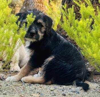 Molly -  Terrier Dog for Adoption in Penryn, California - Molly | PetCurious