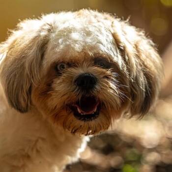 Peacoat -  Shih Tzu and Mixed Breed Dog for Adoption in Decatur, Georgia - Peacoat | PetCurious