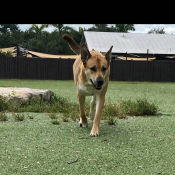 Sasha 9248 -  Rhodesian Ridgeback and Husky Dog for Adoption in Loxahatchee Groves, Florida - Sasha 9248 | PetCurious