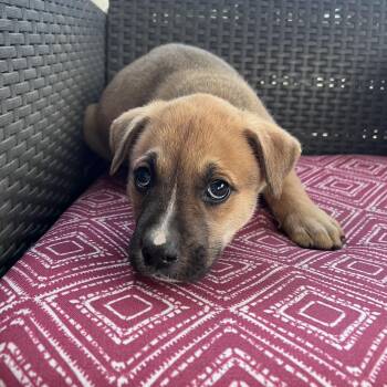 Husky and Shepherd Dogs Available for Adoption - Theo | PetCurious