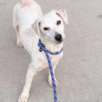 Sassafrass -  Poodle Dog for Adoption in Plainfield, Illinois - Sassafrass | PetCurious