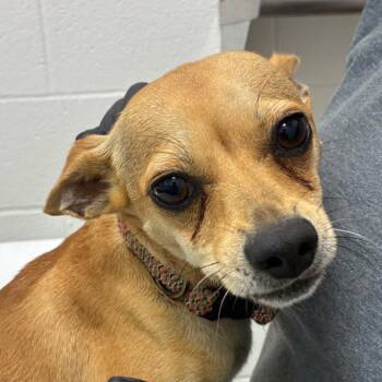 Tony -  Chihuahua and Mixed Breed Dog for Adoption in Corpus Christi, Texas - Tony | PetCurious