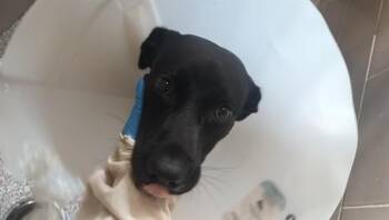 REMI -  Pit Bull Terrier and Mixed Breed Dog for Adoption in Pueblo, Colorado - REMI | PetCurious