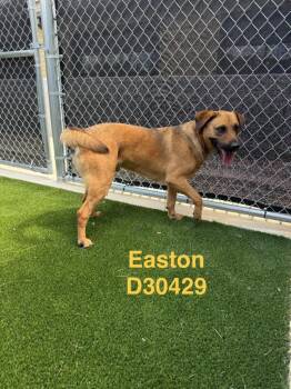 Easton -  Mixed Breed Dog for Adoption in Clarksville, Tennessee - Easton | PetCurious