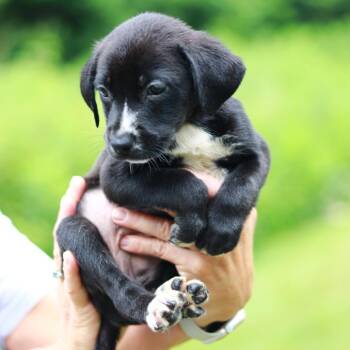 CT Raspberry avail Jul 4 -  Labrador Retriever and Mixed Breed Dog for Adoption in Eastford, Connecticut - CT Raspberry Avail Jul 4 | PetCurious