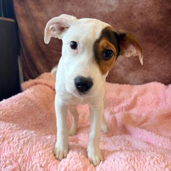 Mixed Breed Dogs Available for Adoption - Nani | PetCurious