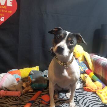 Rescue Fox Terrier and Jack Russell Terrier Dogs for Adoption in Fort Wayne, Indiana - Maisey Moo Aka Big Sissy | PetCurious