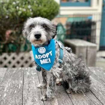 Fifa -  Schnauzer Dog for Adoption in Pacific Grove, California - Fifa | PetCurious