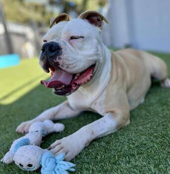 Rescue Pit Bull Terrier Dogs for Adoption in Eagle, Idaho - Daisy **Courtesy Post. Out Of Town Pet. See Below For Details** | PetCurious