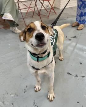 Whitsundays -  Beagle Dog for Adoption in New York, New York - Whitsundays | PetCurious