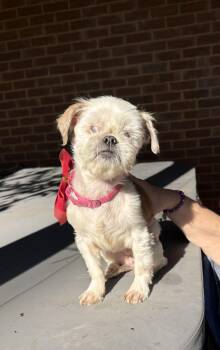 Rescue Shih Tzu Dogs for Adoption - Agnus( Senior Blind ) | PetCurious