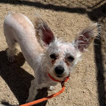 Crosby -  Maltese and Mixed Breed Dog for Adoption in Reno, Nevada - Crosby | PetCurious