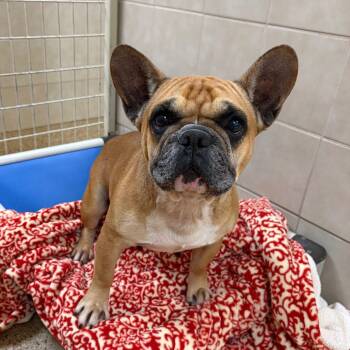 Theo -  French Bulldog Dog for Adoption in Kerrville, Texas - Theo | PetCurious