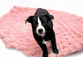 American Bulldog and Mixed Breed Dogs Available for Adoption in Fort Lauderdale, Florida - KALI | PetCurious