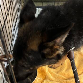 72242 -  German Shepherd Dog Dog for Adoption in Harrisonburg, Virginia - 72242 | PetCurious