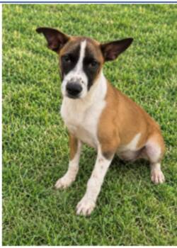 Tio -  Boxer and Cattle Dog Dog for Adoption in Lake Wylie, South Carolina - Tio | PetCurious