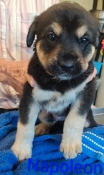 Napoleon -  Border Collie and Mixed Breed Dog for Adoption in Kansas City, Missouri - Napoleon | PetCurious