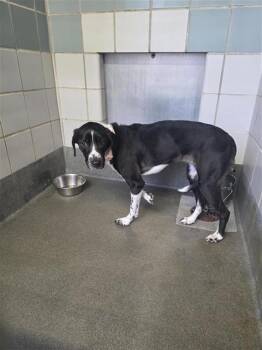 Pointer Dogs Available for Adoption - MURPHY | PetCurious