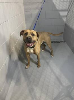 American Bulldog and Mixed Breed Dogs Available for Adoption in Winter Haven, Florida - ASHER | PetCurious