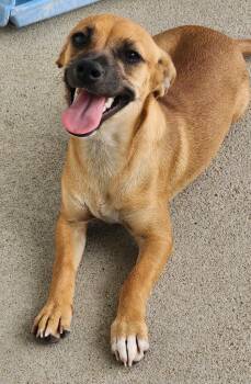 Windy Whistles -  Chihuahua and Terrier Dog for Adoption in Fort Lupton, Colorado - Windy Whistles | PetCurious
