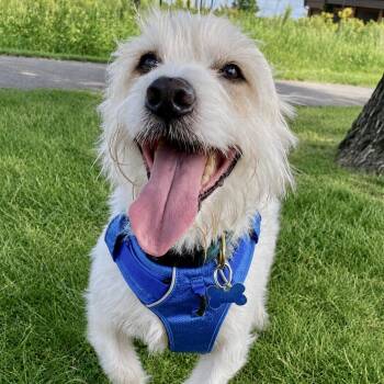 Duffy -  West Highland White Terrier Westie and Basset Hound Dog for Adoption in Shakopee, Minnesota - Duffy | PetCurious
