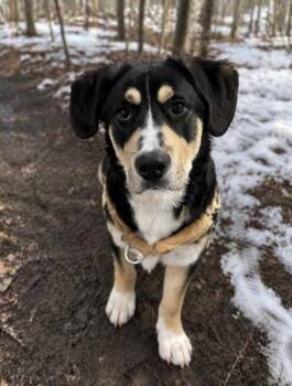 Bernese Mountain Dog and Mixed Breed Dogs Available for Adoption in Gwinn, Michigan - Ace | PetCurious