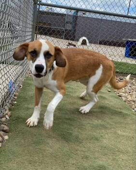 Tamera -  Mixed Breed Dog for Adoption in Evansville, Indiana - Tamera | PetCurious