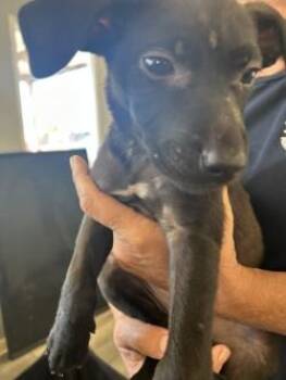Vienna Beale -  Labrador Retriever and Mixed Breed Dog for Adoption in West Memphis, Arkansas - Vienna Beale | PetCurious