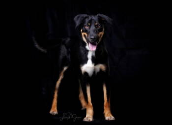 Rescue Shepherd Dogs for Adoption in Pryor, Oklahoma - Milo | PetCurious