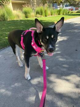 Honey -  Shepherd Dog for Adoption in Los Angeles, California - Honey | PetCurious