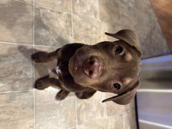 Pit Bull Terrier and Chocolate Labrador Retriever Dogs Available for Adoption in Puyallup, Washington - Neptune | PetCurious