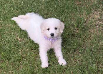 Great Pyrenees Dogs Available for Adoption in Quinlan, Texas - Persephone DFW | PetCurious