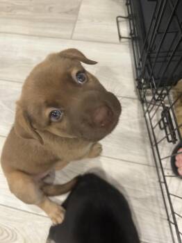 Majesty -  Husky and Shepherd Dog for Adoption in Pflugerville, Texas - Majesty | PetCurious