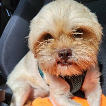 Sunny -  Shih Tzu Dog for Adoption in Chicago, Illinois - Sunny | PetCurious