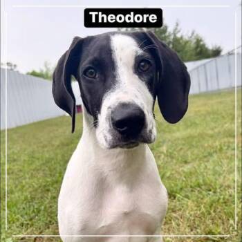 Theodore -  Mixed Breed Dog for Adoption in Pekin, Illinois - Theodore | PetCurious