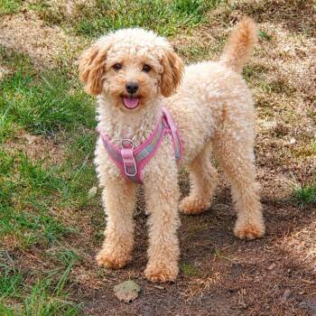 Birdie -  Miniature Poodle Dog for Adoption in Rochester, Minnesota - Birdie | PetCurious
