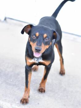 Buzz -  Miniature Pinscher Dog for Adoption in Houston, Texas - Buzz | PetCurious
