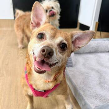 Stacey Q 14513 -  Chihuahua Dog for Adoption in San Francisco, California - Stacey Q 14513 | PetCurious