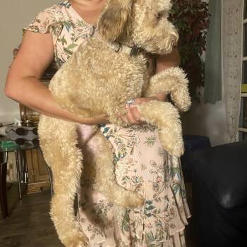 Jeffery -  Goldendoodle Dog for Adoption in Moreno Valley, California - Jeffery | PetCurious