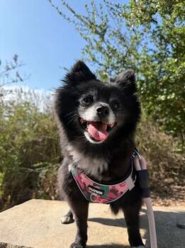Porsche -  Pomeranian Dog for Adoption in Placentia, California - Porsche | PetCurious