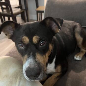 Frida -  Cattle Dog and Rottweiler Dog for Adoption in Magnolia, Texas - Frida | PetCurious